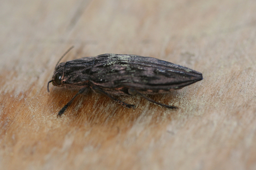 iNaturalist observation photo of Western Sculptured Pine Borer