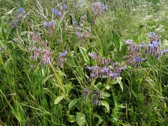 Borago officinalis
