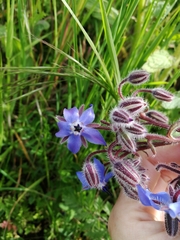 Borago officinalis