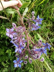 Borago officinalis