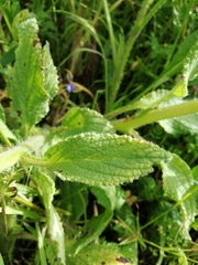 Borago officinalis
