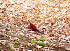 Platycercus elegans elegans