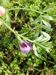 Vicia sativa