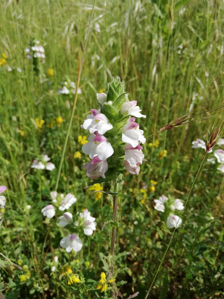 Bunte Bellardie