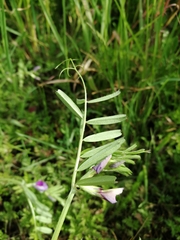 Vicia sativa