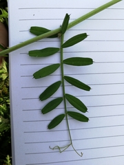 Vicia sativa