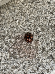 Aiolocaria hexaspilota