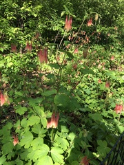 Aquilegia canadensis