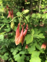 Aquilegia canadensis