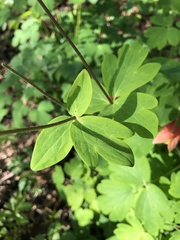 Aquilegia canadensis