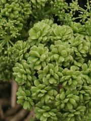 Angelica hirsutiflora