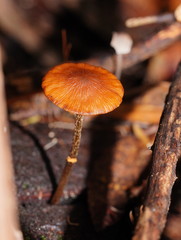 Conocybe filaris
