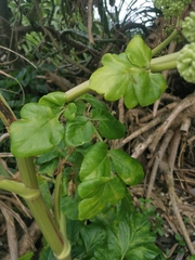 Angelica hirsutiflora