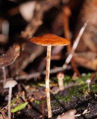 Conocybe filaris