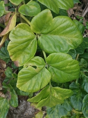 Angelica hirsutiflora