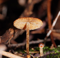Conocybe filaris