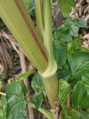 Angelica hirsutiflora