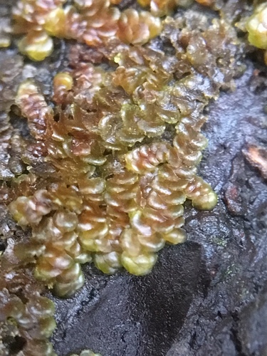 Dilated Scalewort