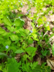 Memoremea scorpioides