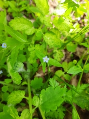 Memoremea scorpioides