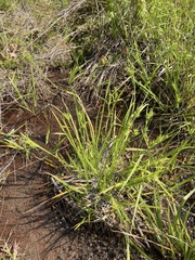 Carex lonchocarpa
