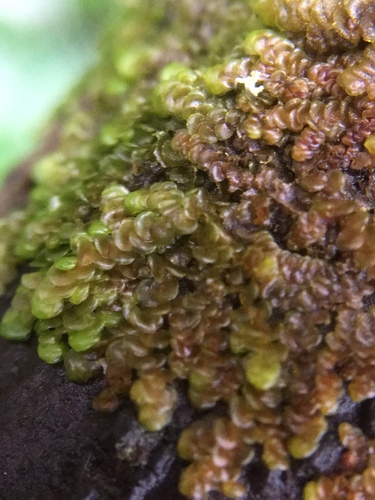 Dilated Scalewort