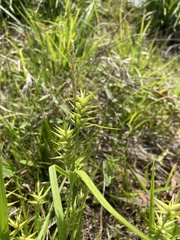 Carex lonchocarpa