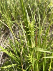 Carex lonchocarpa