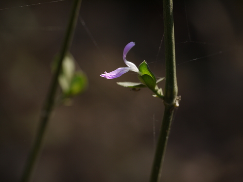 Dicliptera foetida, photograph 5