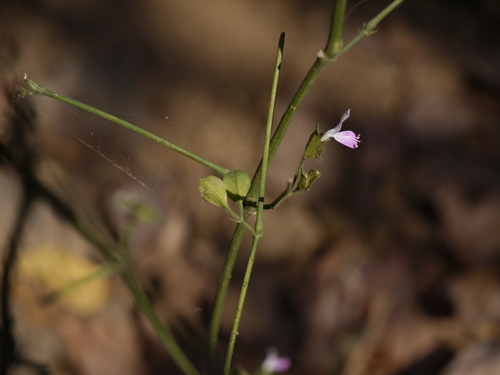 Dicliptera foetida, photograph 6