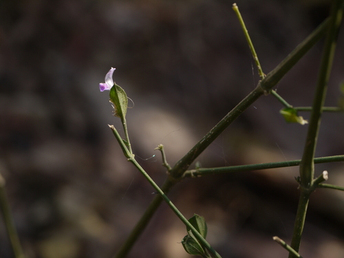 Dicliptera foetida, photograph 4