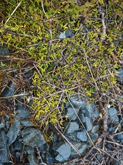Coprosma cheesemanii