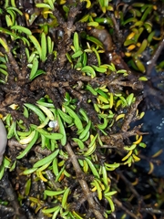 Coprosma cheesemanii