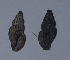 Raphitoma