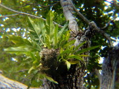 Anthurium schlechtendalii
