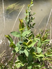 Hypericum nudiflorum