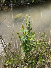 Hypericum nudiflorum