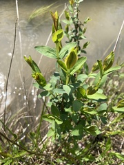 Hypericum nudiflorum