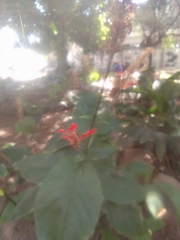 Odontonema tubaeforme