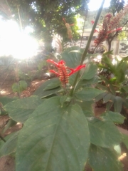 Odontonema tubaeforme