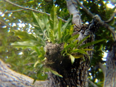 Anthurium schlechtendalii