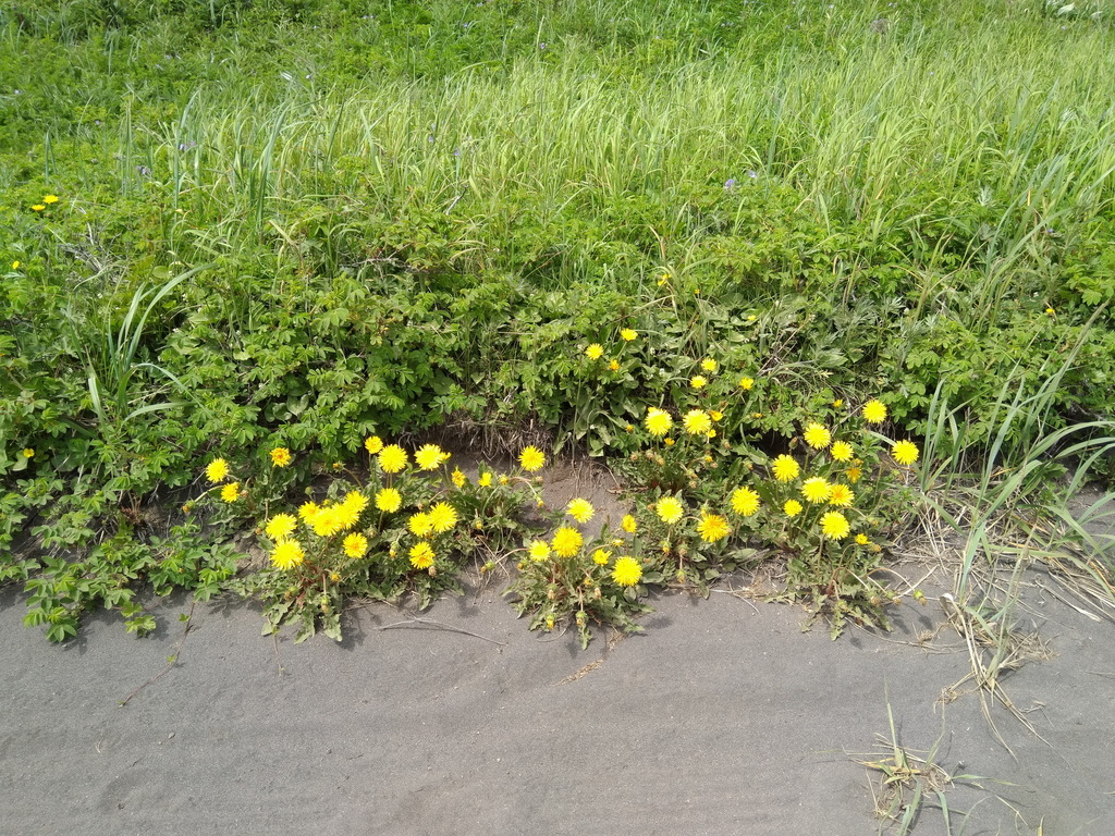 Taraxacum perlatescens