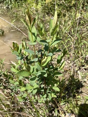 Hypericum nudiflorum
