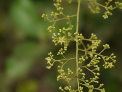 Celastrus paniculatus