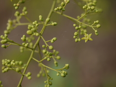 Celastrus paniculatus