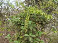 Celastrus paniculatus