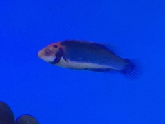 Cirrhilabrus solorensis