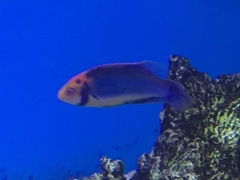 Cirrhilabrus solorensis