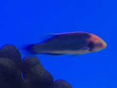 Cirrhilabrus solorensis