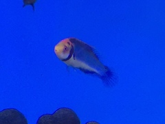 Cirrhilabrus solorensis